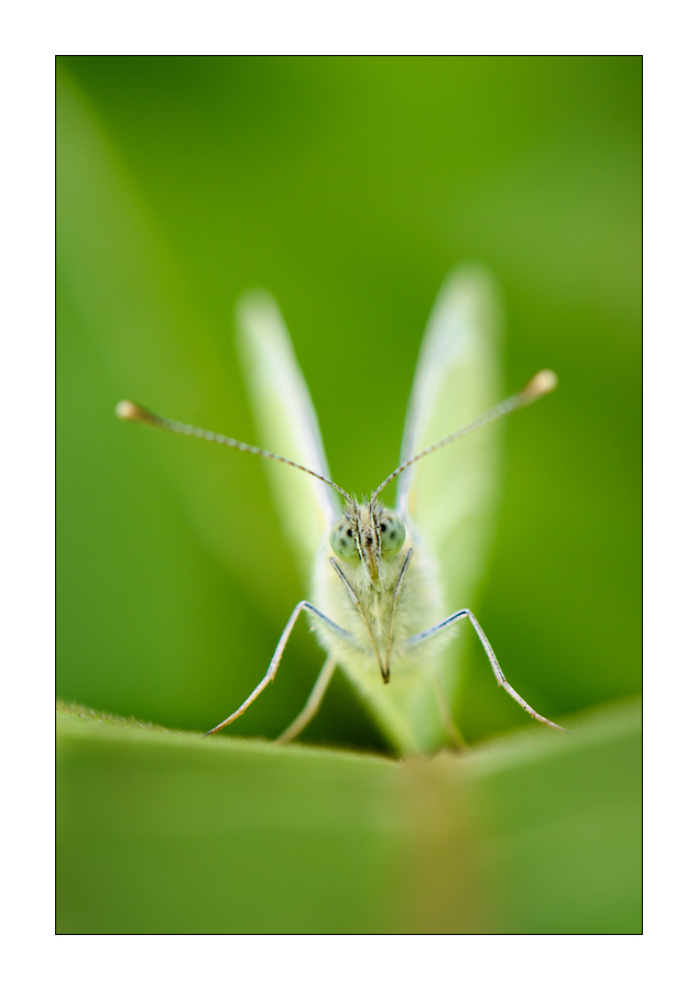 Großer Kohlweißling (Piers brassicae)

Nikon D800, AF-S Micro-Nikkor f/2.8/ 105 mm, Nikon Speedlighte SB-910, Blende 1:11 bei 1/250 Sekunde.