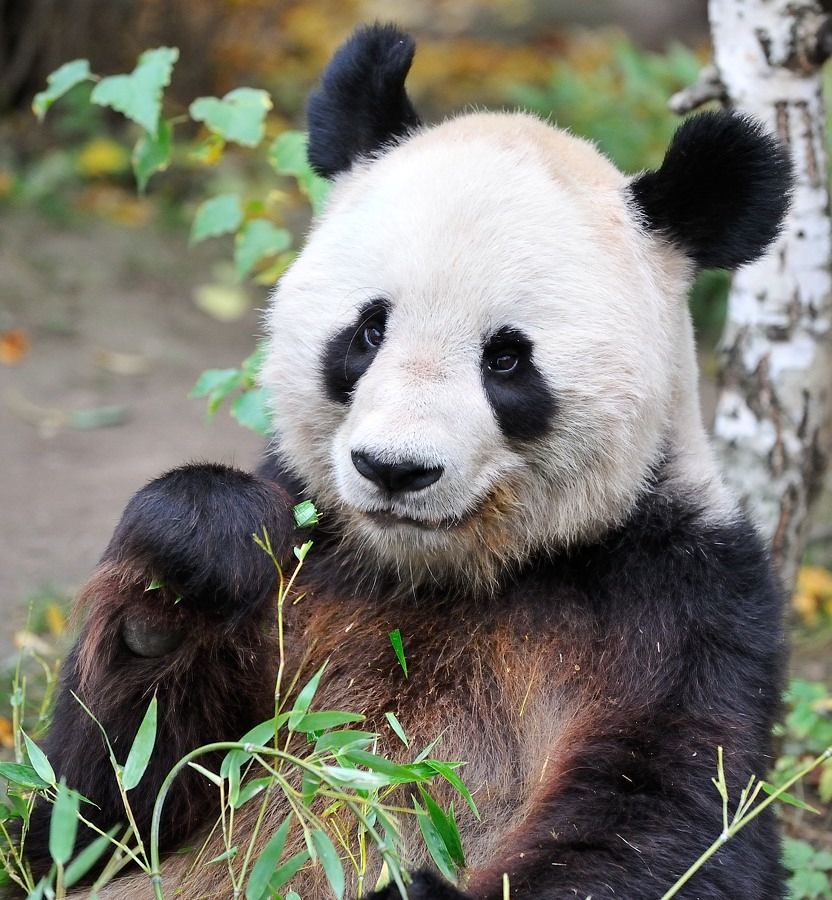 Großer Panda
