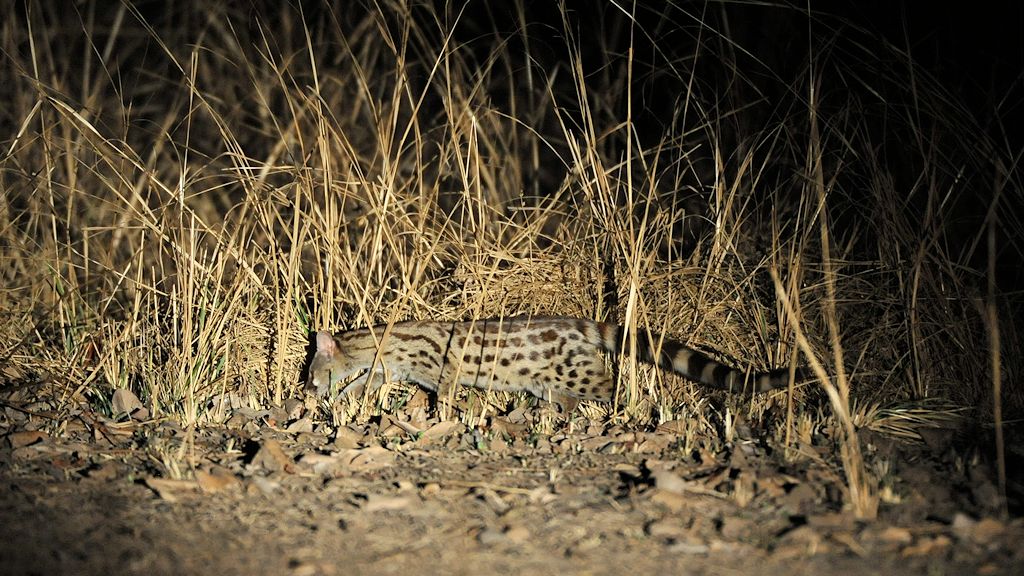Großfleckginsterkatze
Large Spotted Genet
9432