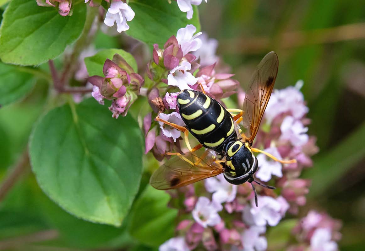 Großstirnschwebfliege 2.jpg