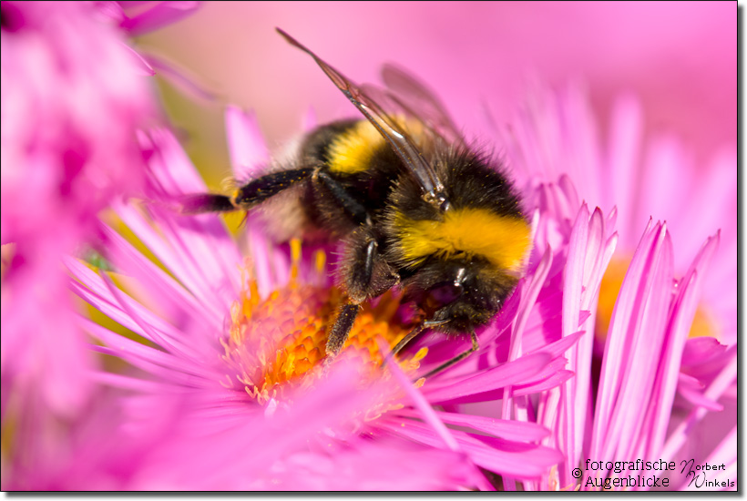 grosse erdhummel - northern white tailed blumblebee - bombus magnus 2853