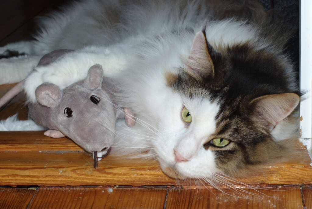 Grosse Katzen (10 Kg!) fangen grosse Mäuse...