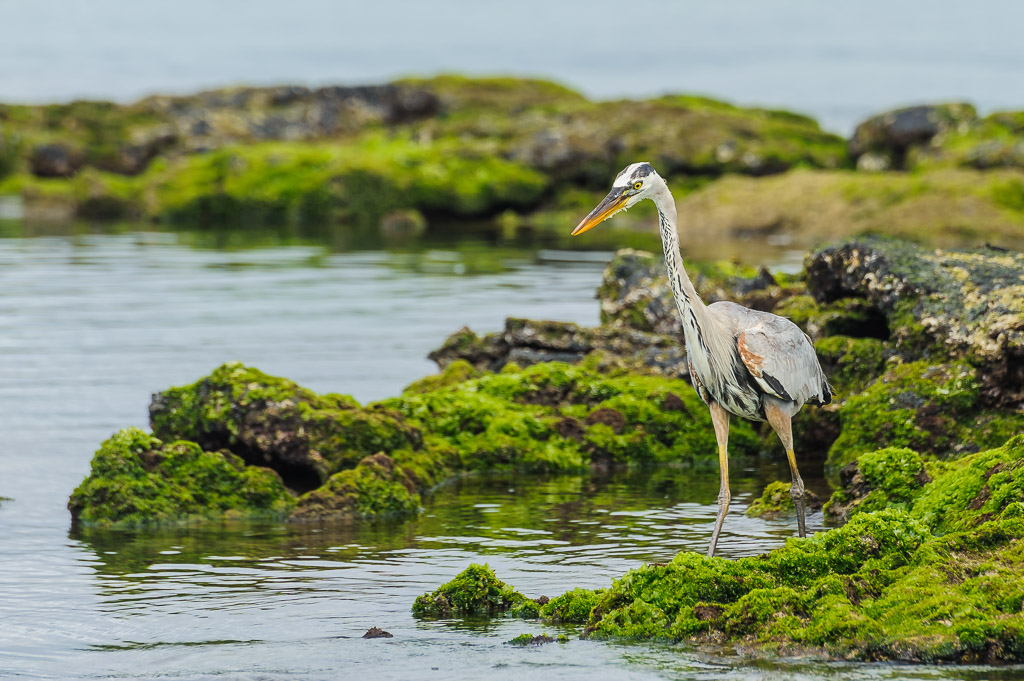 Grosser blauer Reiher - Galapagos, Ecuador
Ardea herodias, great blue heron