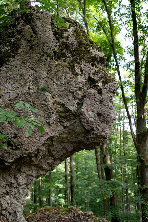Grosser-Hansgörgel.jpg