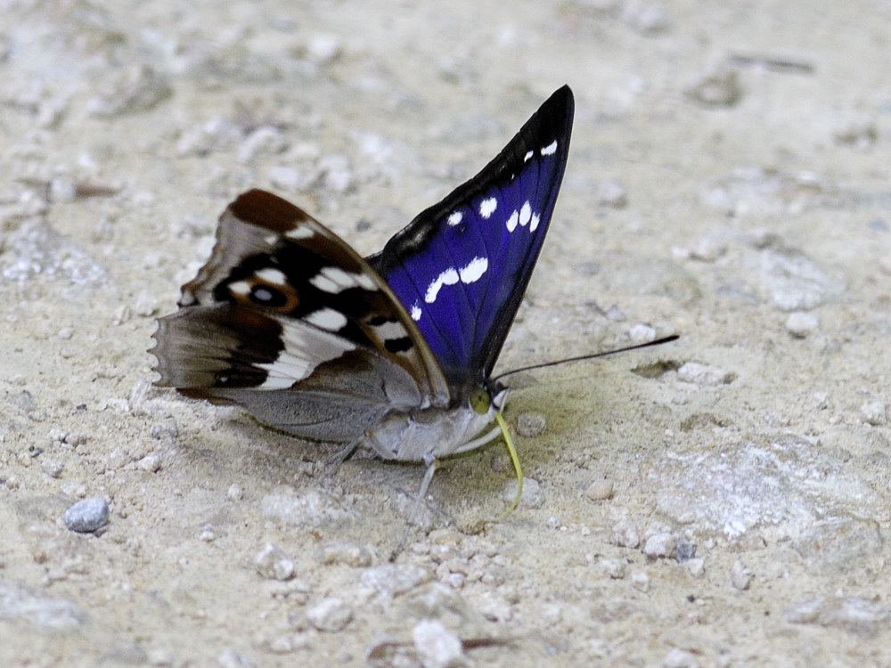 grosser Schillerfalter 1