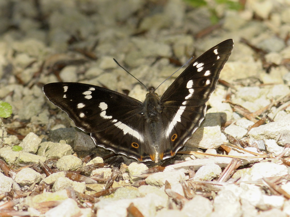 Grosser Schillerfalter