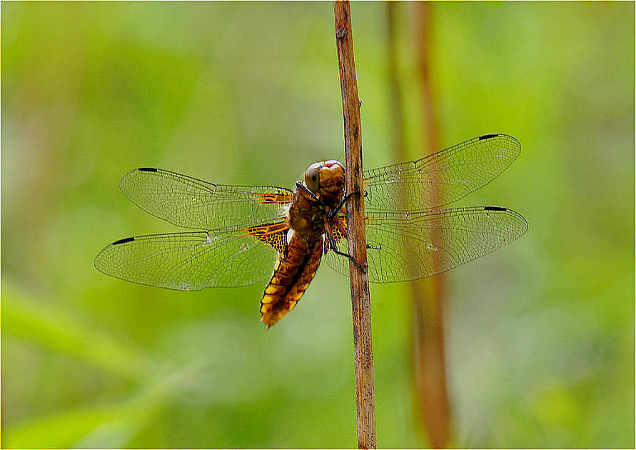 Grosslibelle ( Gattung wird ermittelt )