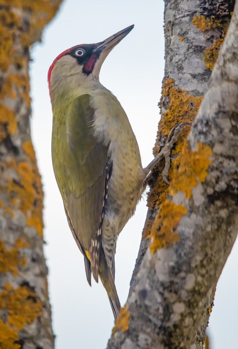 GrünerSpechtAmBaum-.jpg