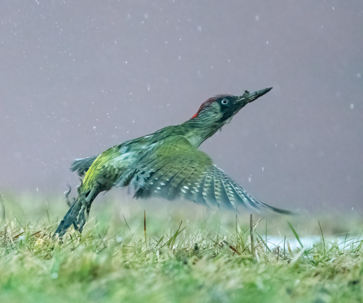 GrünspechtTakeOff-.jpg