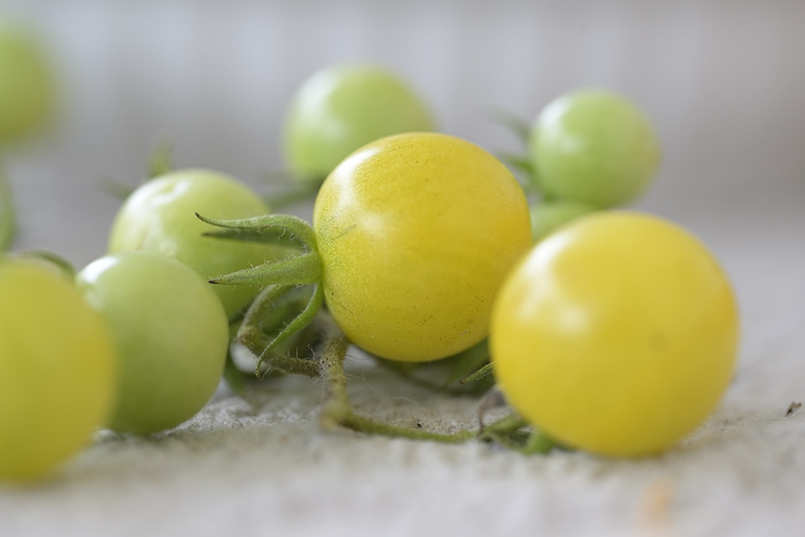 Gruen_ZF11106_15x10x150.jpg