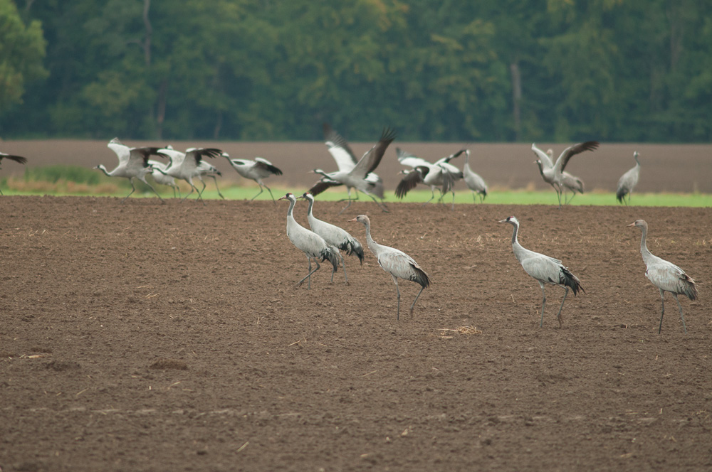 Grus grus am ersten Acker hinter unserem Dorf, aufgenommen mit Nikkor AF300IF ED mit Kenko 2x Telekonverter.