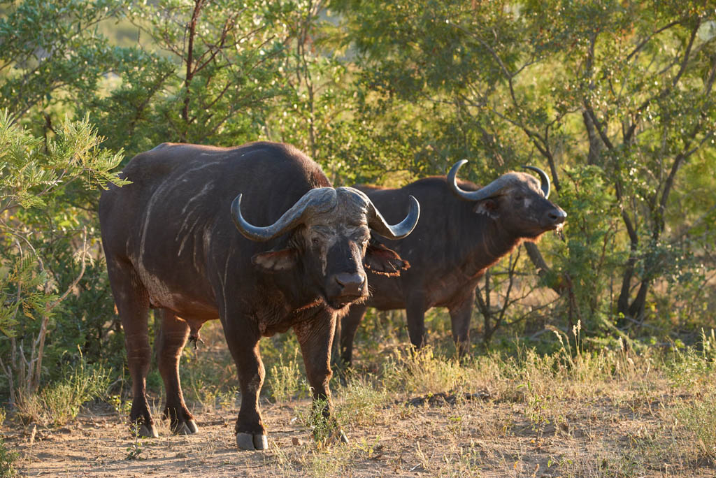 GS KNP 2016 Büffel 01