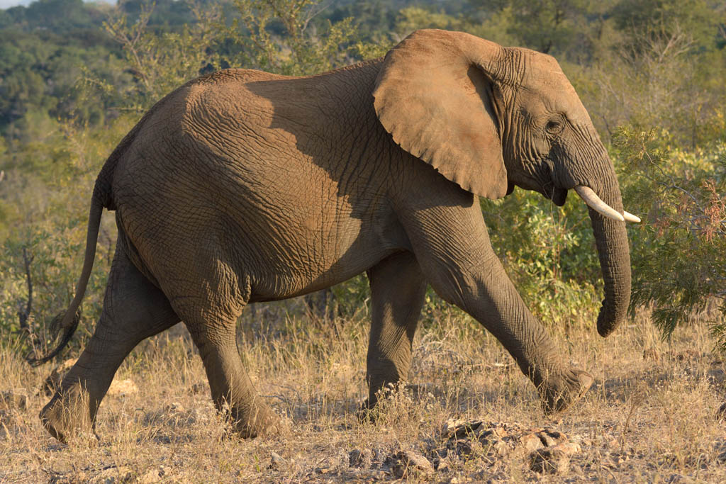 GS KNP 2016 Elefant 06 1