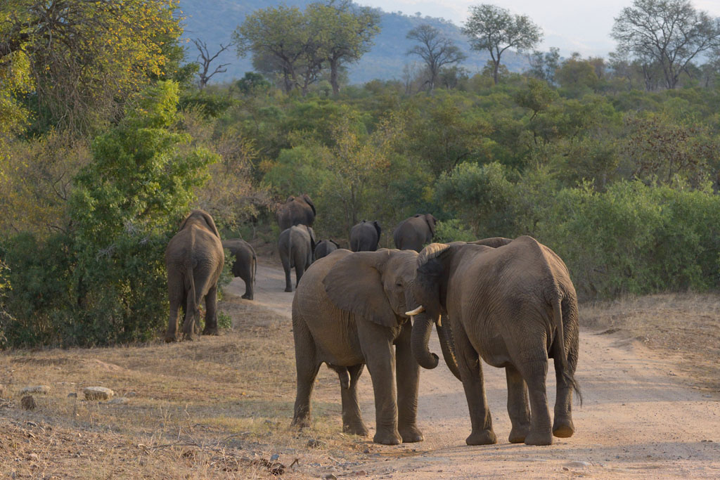 GS KNP 2016 Elefant 09