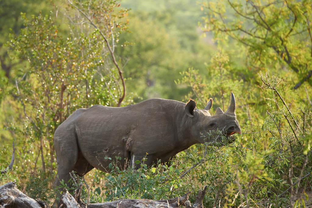 GS KNP 2016 Nashorn 05