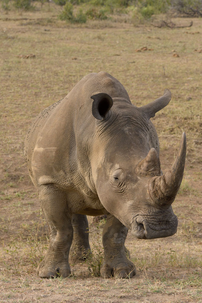 GS KNP 2016 Nashorn 07