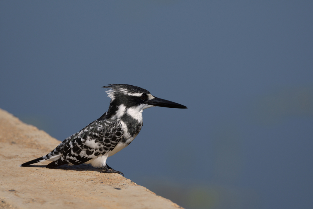 GS KNP 2016 Vögel 15