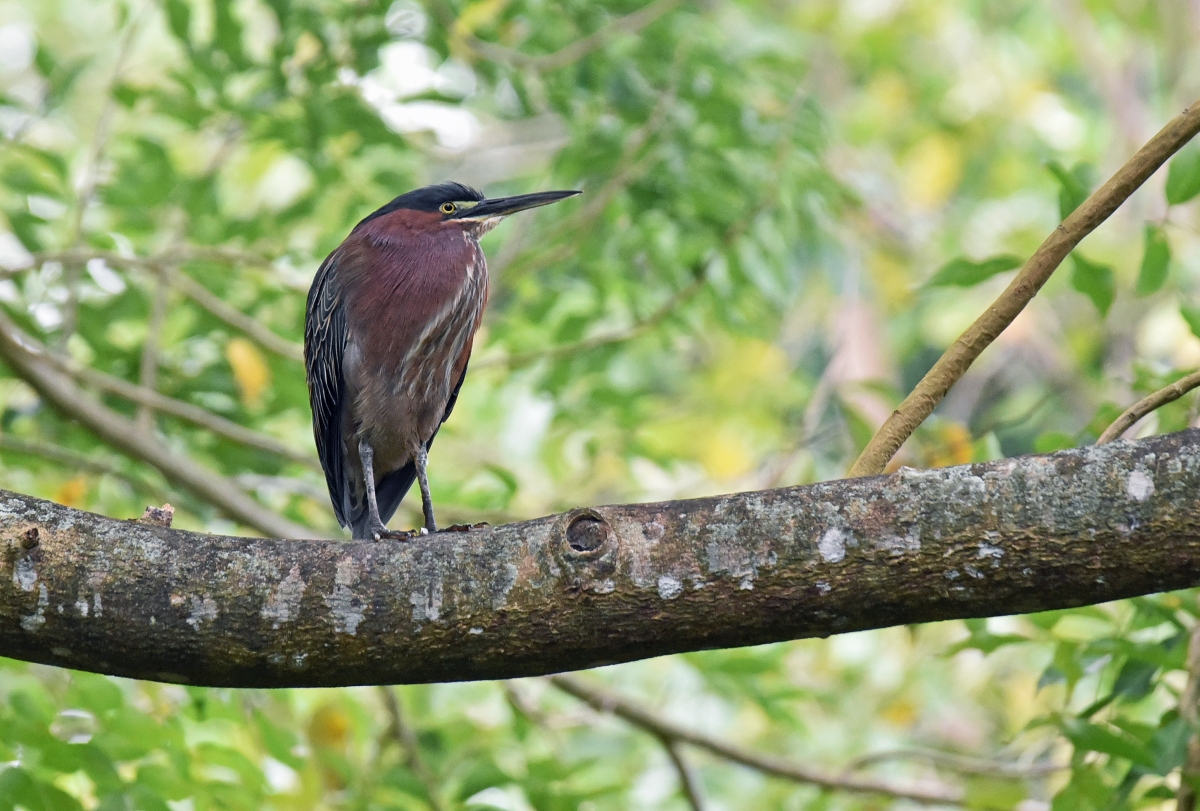 guadeloupe_gruenreiher.jpg