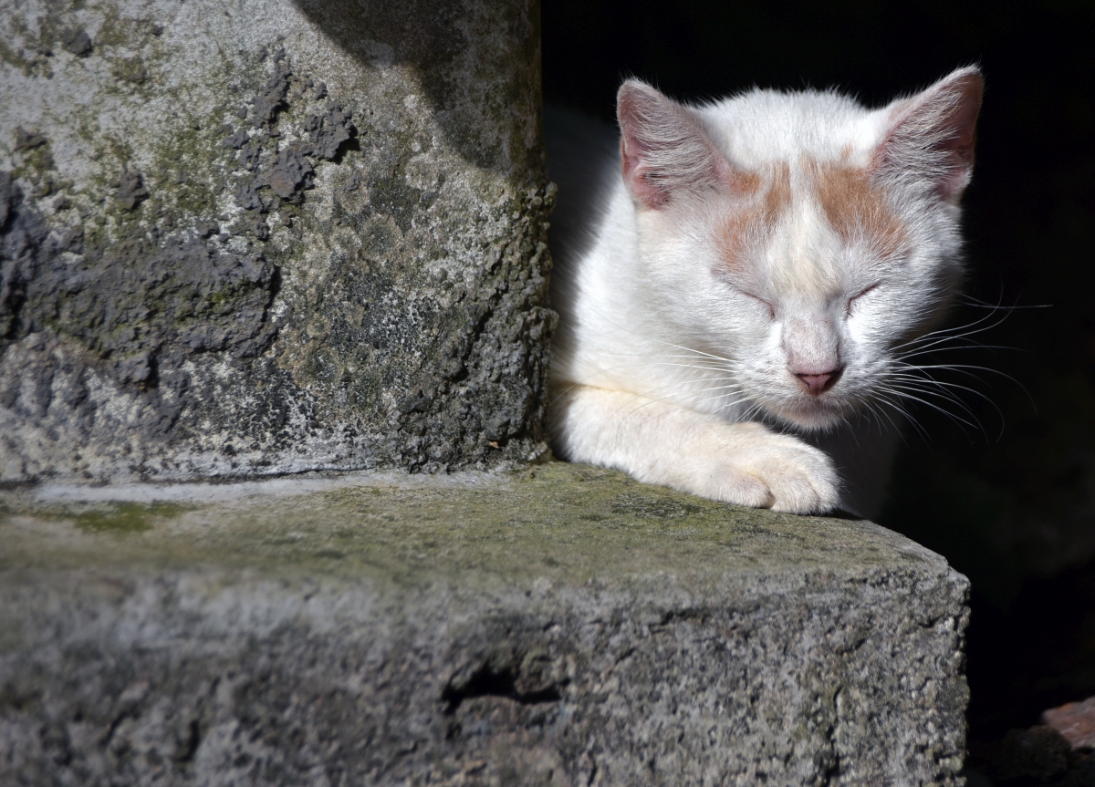 guadeloupe_katze.jpg