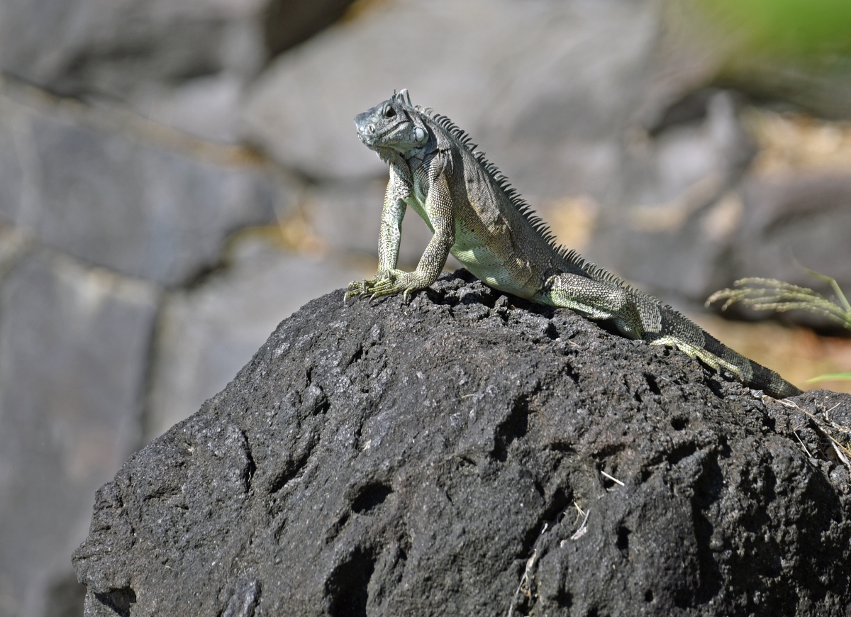 guadeloupe_leguan_1.jpg