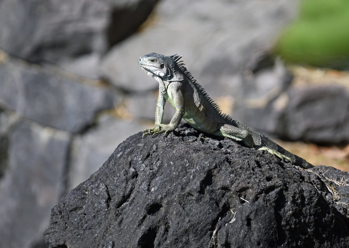 guadeloupe_leguan_2.jpg