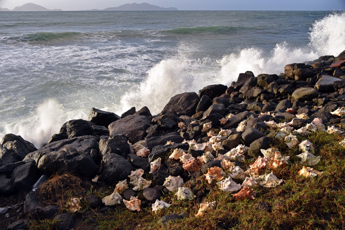 guadeloupe_muscheln.jpg