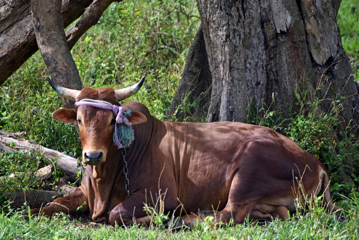 guadeloupe_rind.jpg