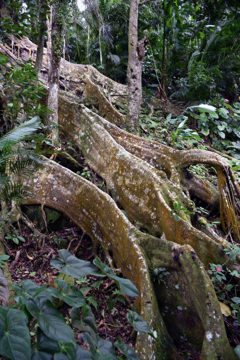 guadeloupe_wurzeln_1.jpg