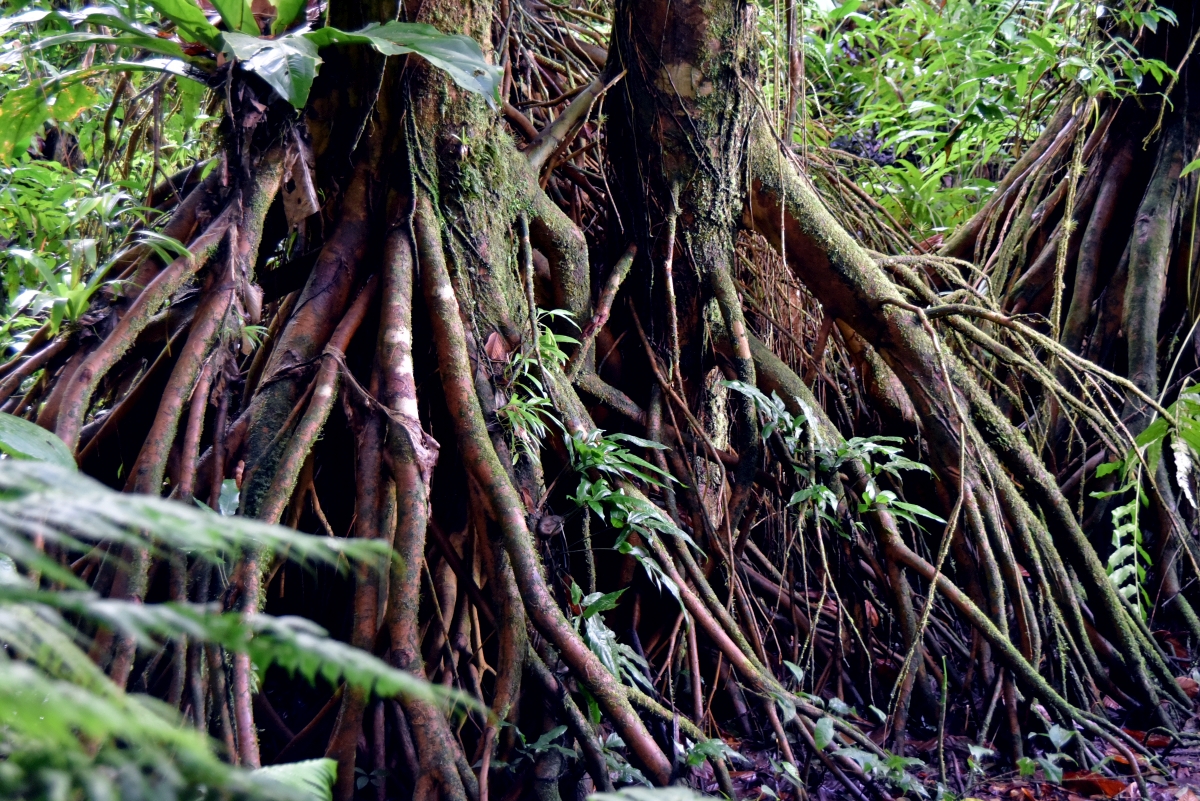 guadeloupe_wurzeln_2.jpg