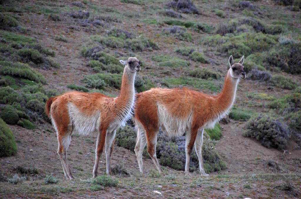 Guanacos