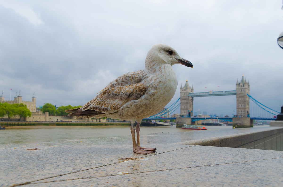 Guardian of the Tower Bridge