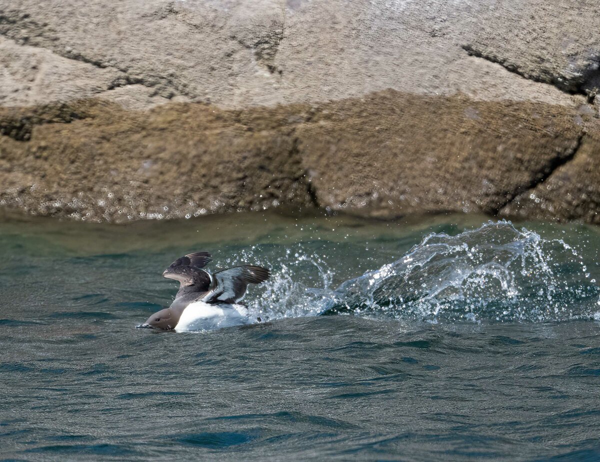 Guillemot landing.jpg