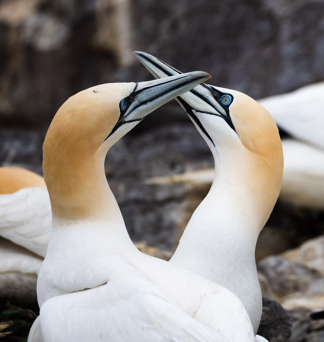 Guillemot Schnabeln 2.jpg