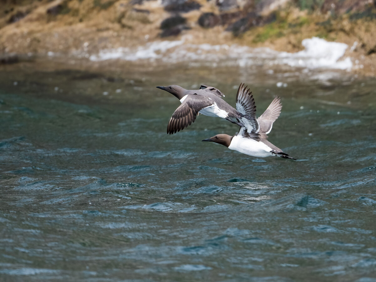 Guillemots in flight.jpg