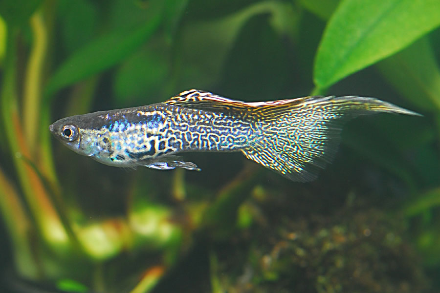 Guppy Obenschwert filigran