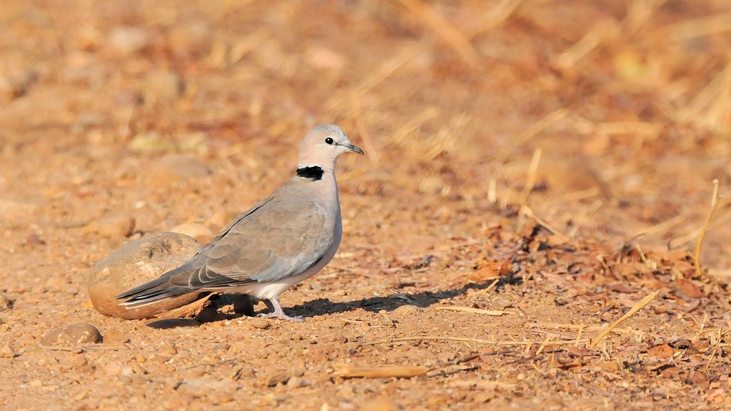 Gurrtaube oder Kapturteltaube
(Ring-necked Dove)
9779
