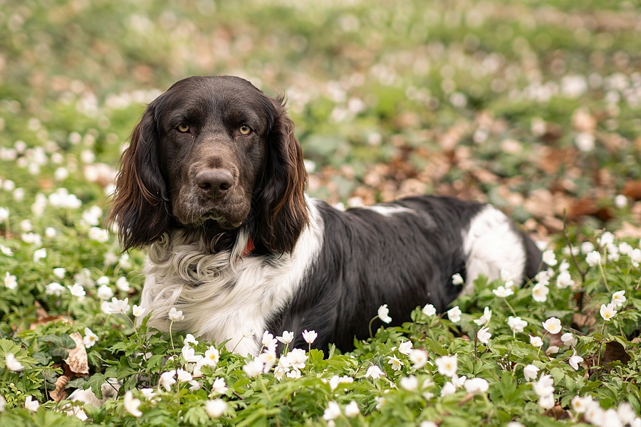 Gustel