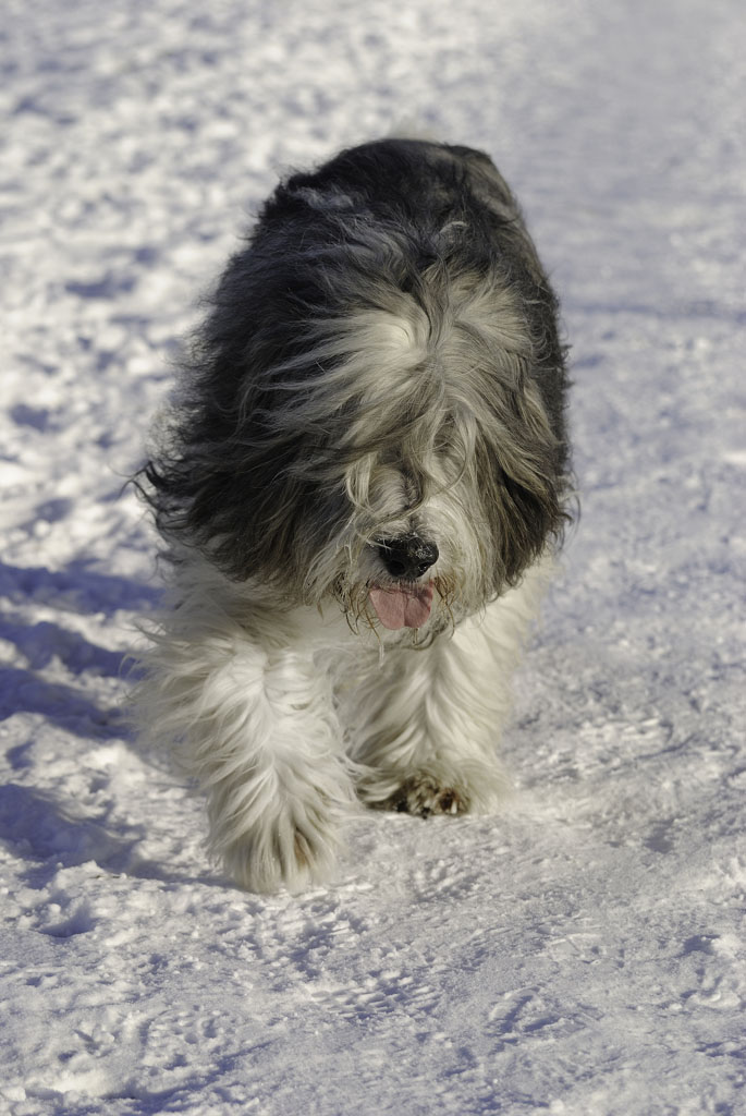 Gusty Grisu1