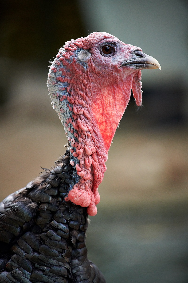 Häßlicher Vogel