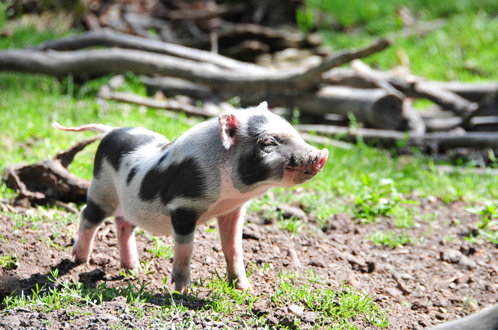 Hängebauchschweinchen