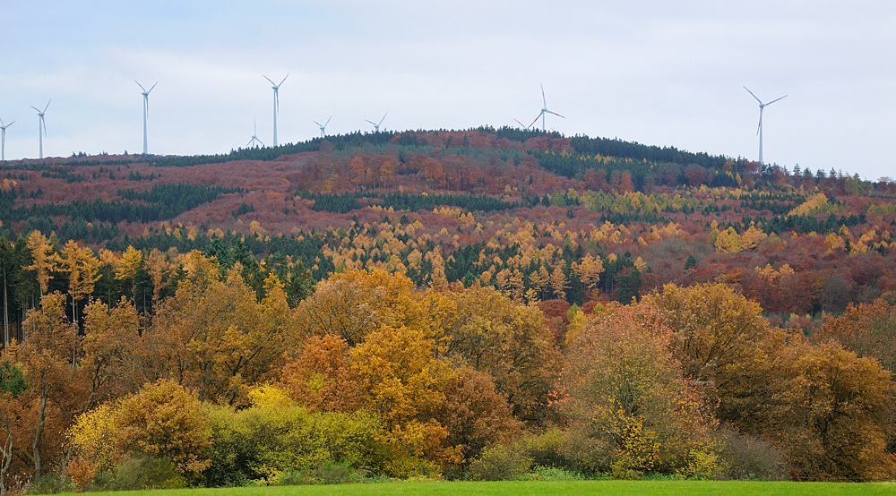 Höchstenbacherwald