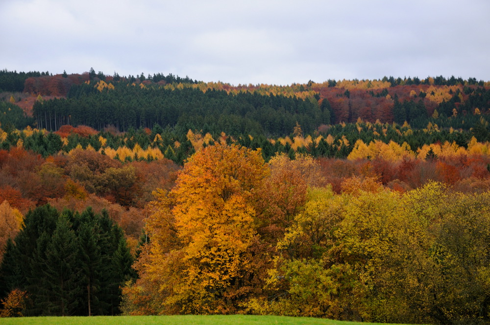Höchstenbacherwald2