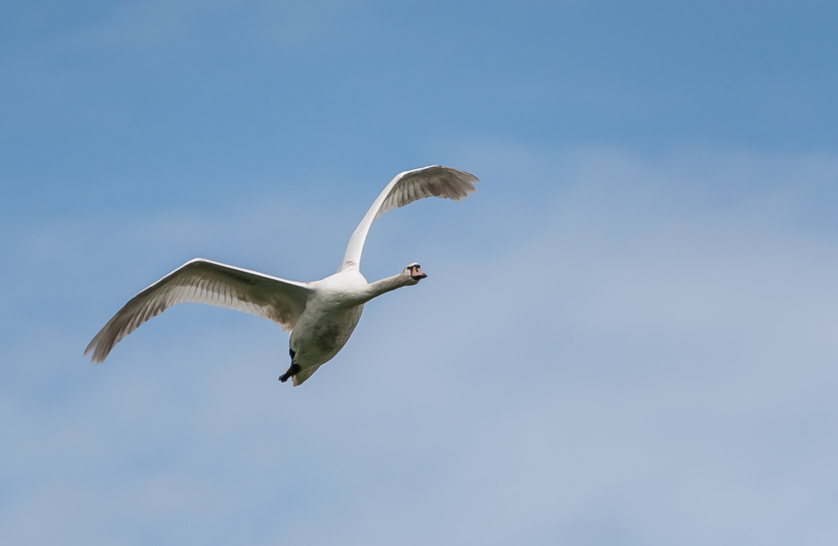 Höckerschwan (1 von 1).JPG