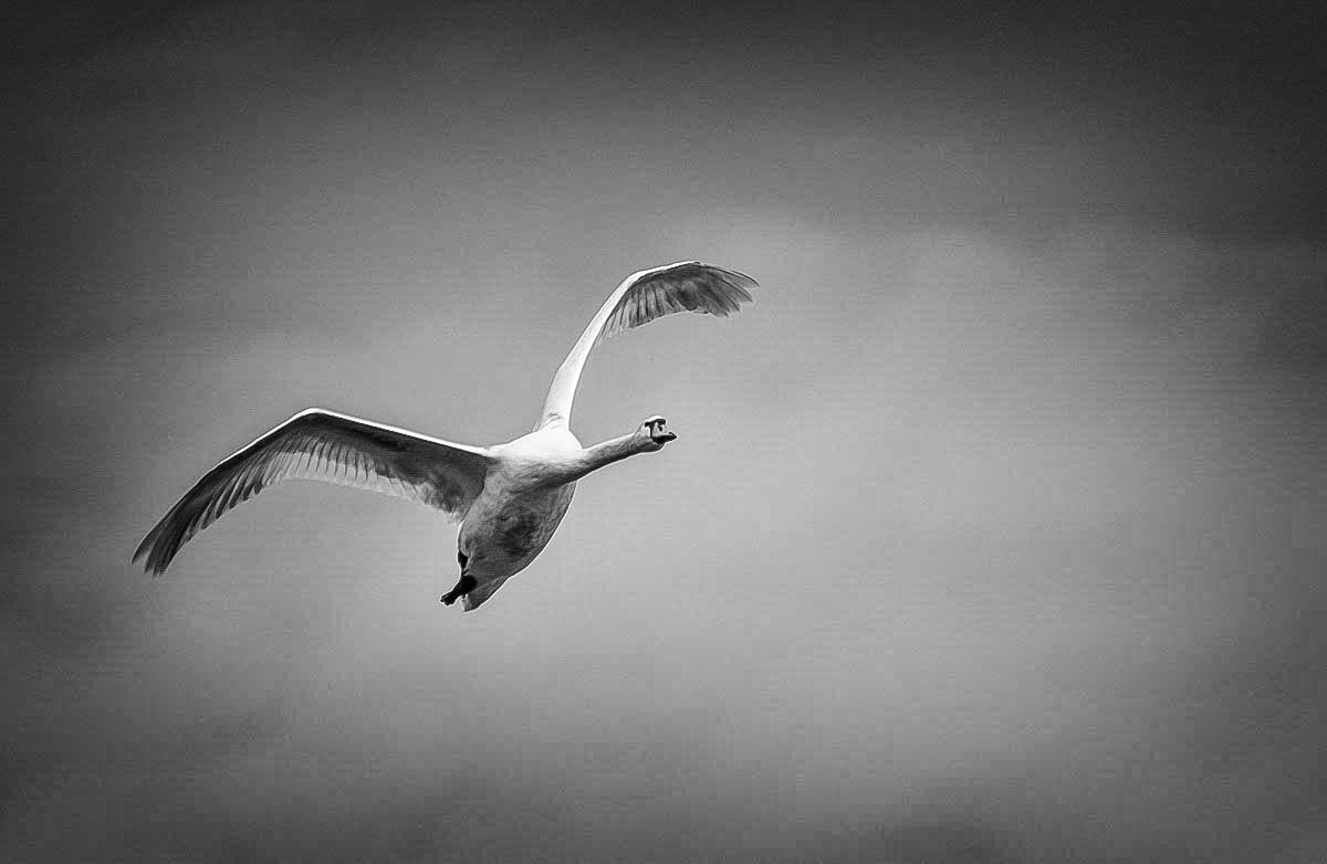 Höckerschwan BW (1 von 1).JPG