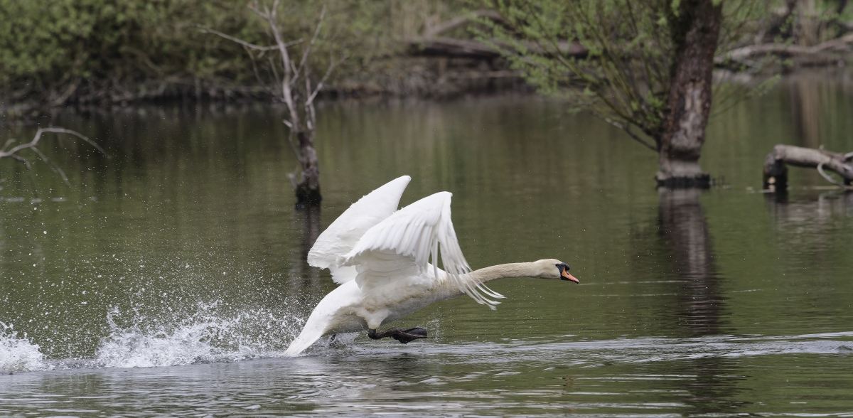 Höckerschwan.jpg
