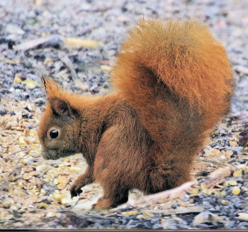 Hörnchen auf Tour.jpg