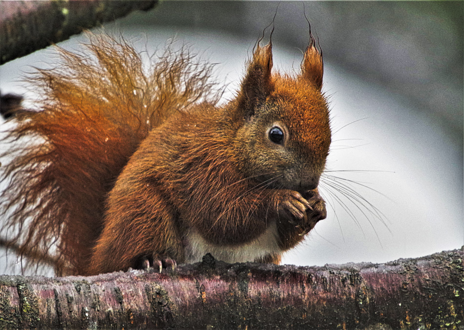 Hörnchen nascht.jpg