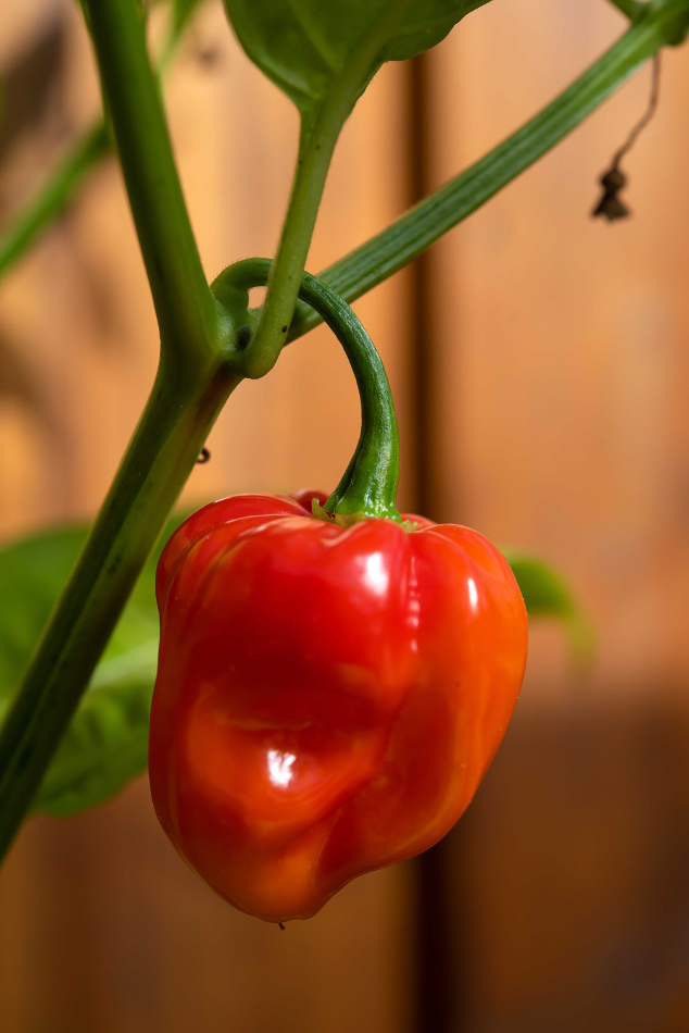 Habanero-1.jpg