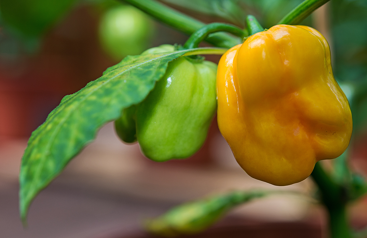 Habanero gelb 2