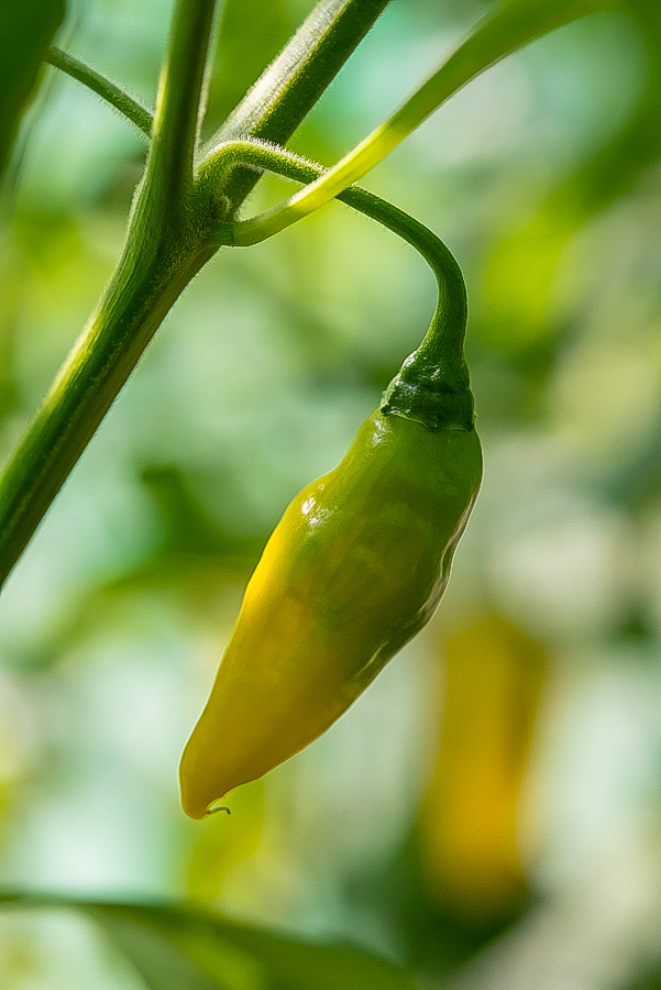 Habanero Lemon (1 von 1).jpg